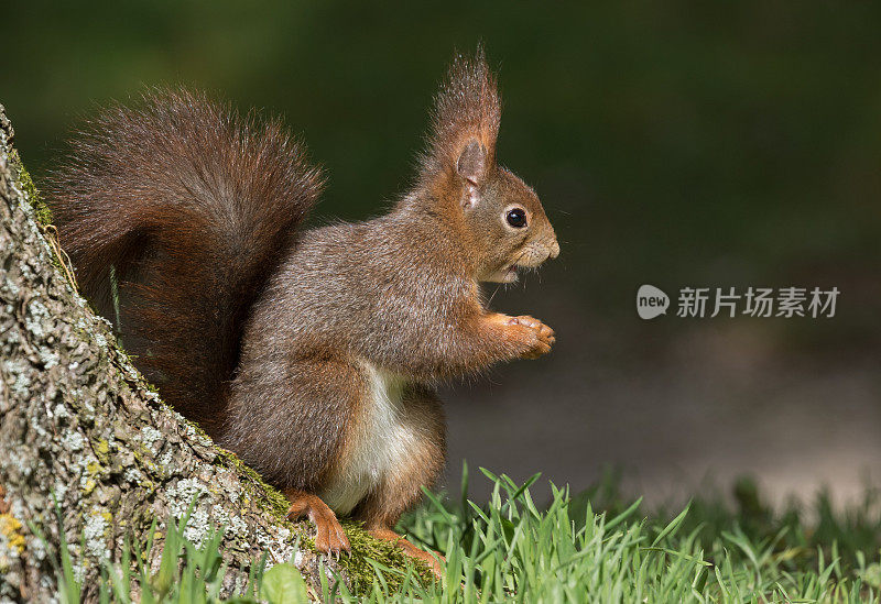 欧亚红松鼠(Sciurus vulgaris)